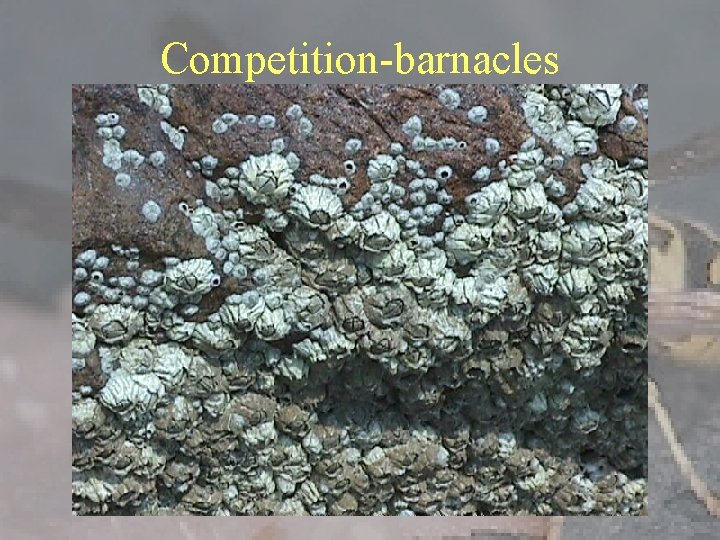 Competition-barnacles 