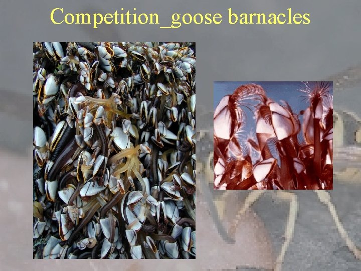 Competition_goose barnacles 