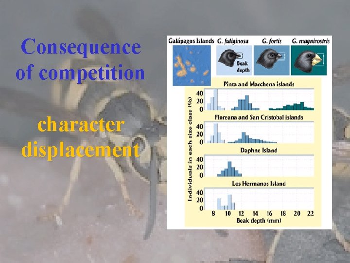 Consequence of competition character displacement 