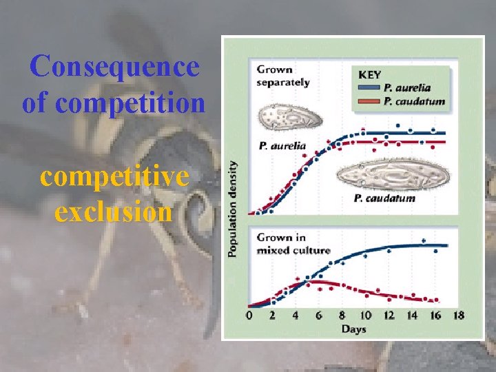 Consequence of competition competitive exclusion 