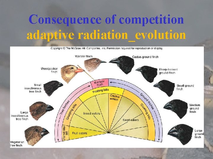 Consequence of competition adaptive radiation_evolution 