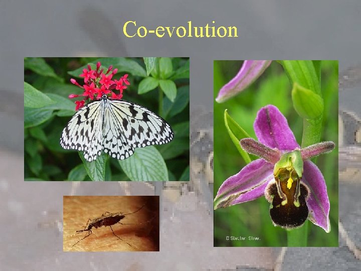 Co-evolution 