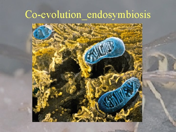 Co-evolution_endosymbiosis 