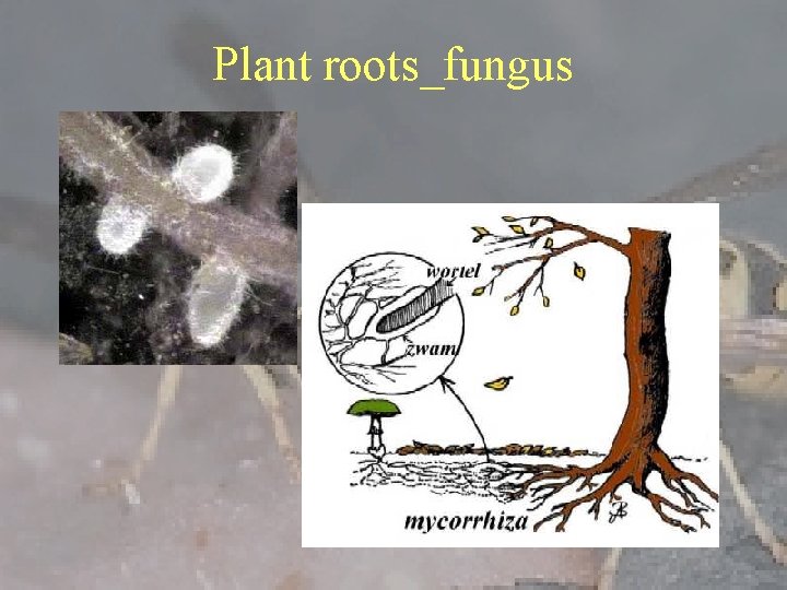 Plant roots_fungus 