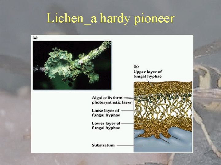 Lichen_a hardy pioneer 