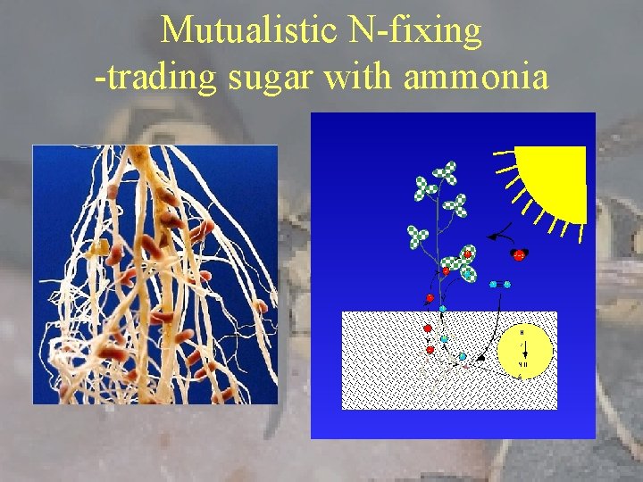 Mutualistic N-fixing -trading sugar with ammonia 