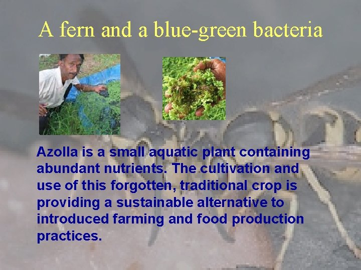 A fern and a blue-green bacteria Azolla is a small aquatic plant containing abundant