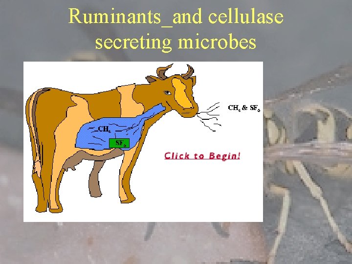 Ruminants_and cellulase secreting microbes 