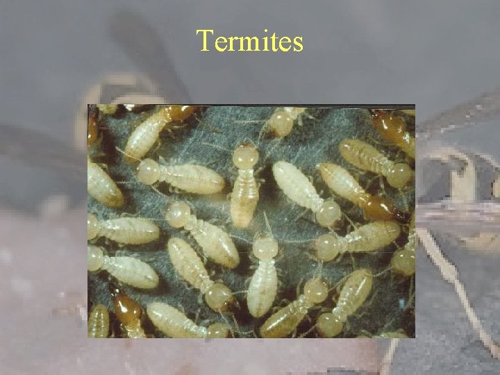 Termites 