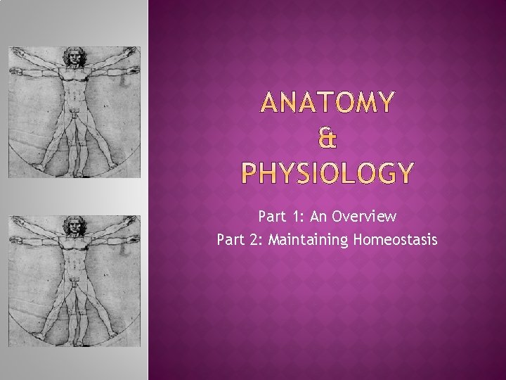 Part 1: An Overview Part 2: Maintaining Homeostasis 