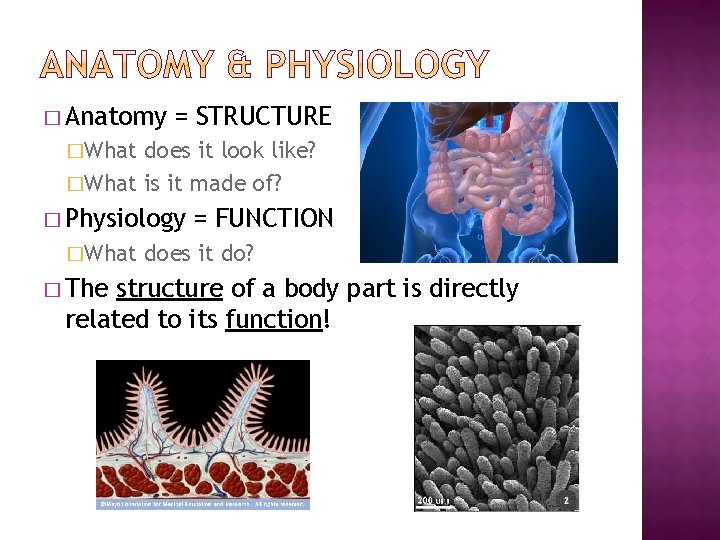 � Anatomy = STRUCTURE �What does it look like? �What is it made of?