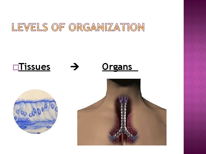 �Tissues Organs 