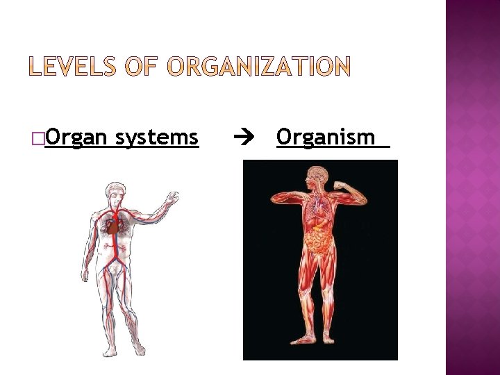 �Organ systems Organism 