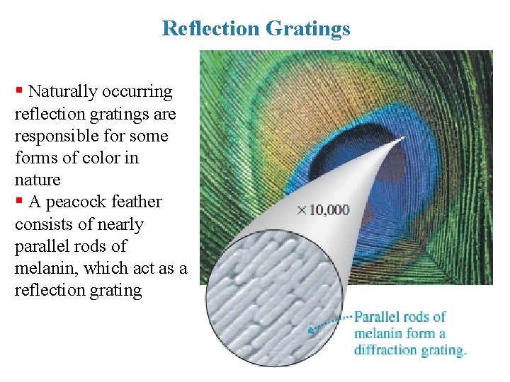 Reflection Gratings § Naturally occurring reflection gratings are responsible for some forms of color