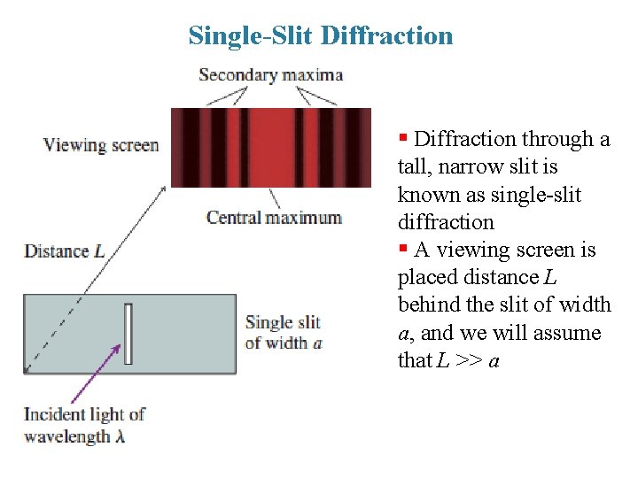 Single-Slit Diffraction § Diffraction through a tall, narrow slit is known as single-slit diffraction