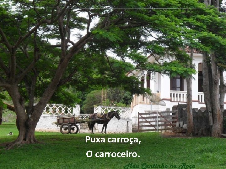 Puxa carroça, O carroceiro. 