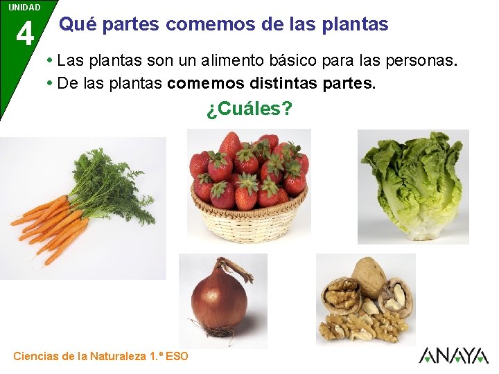 UNIDAD 4 3 Qué partes comemos de las plantas • Las plantas son un