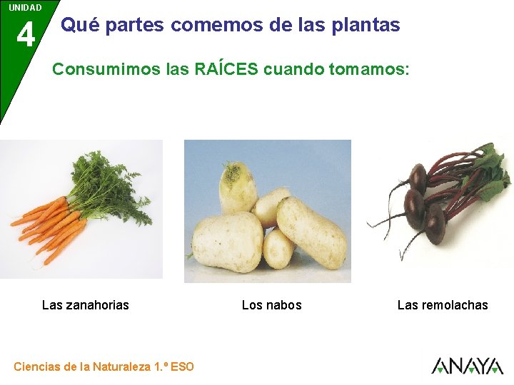 UNIDAD 4 3 Qué partes comemos de las plantas Consumimos las RAÍCES cuando tomamos: