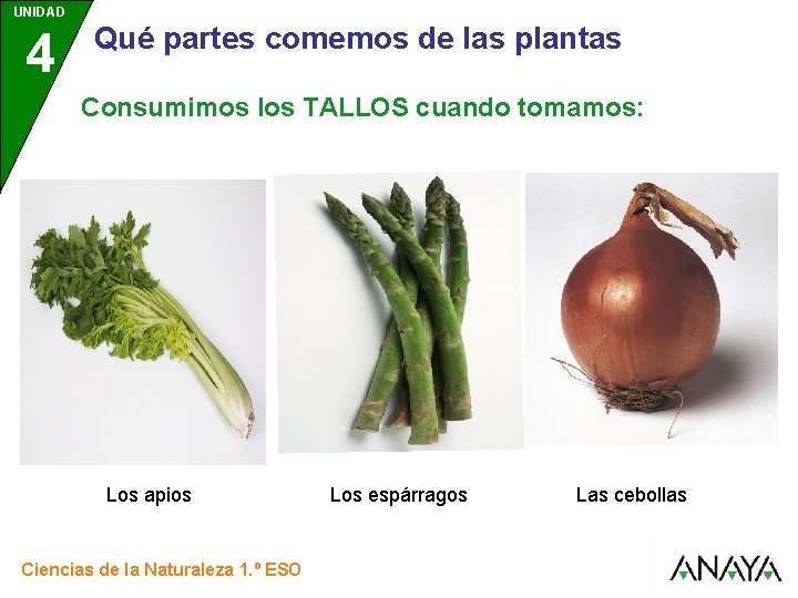UNIDAD 4 3 Qué partes comemos de las plantas Consumimos los TALLOS cuando tomamos: