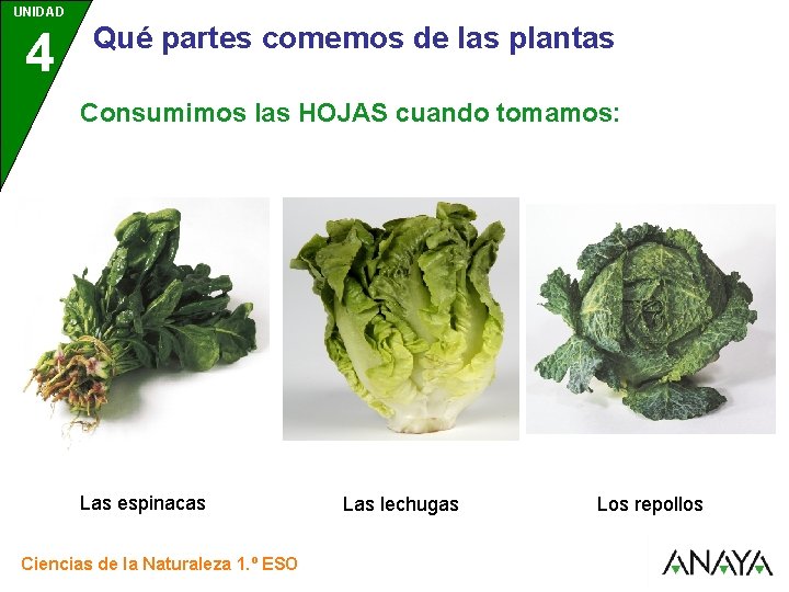 UNIDAD 4 3 Qué partes comemos de las plantas Consumimos las HOJAS cuando tomamos: