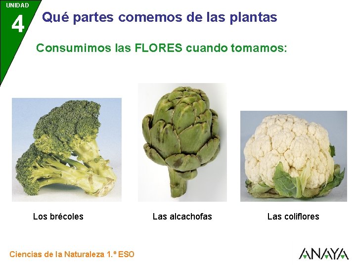 UNIDAD 4 3 Qué partes comemos de las plantas Consumimos las FLORES cuando tomamos: