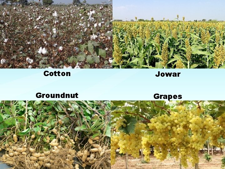 Cotton Jowar Groundnut Grapes 