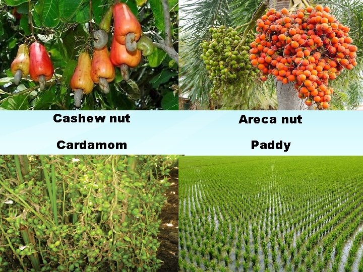 Cashew nut Areca nut Cardamom Paddy 