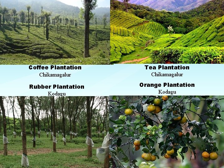 Coffee Plantation Chikamagalur Rubber Plantation Kodagu Tea Plantation Chikamagalur Orange Plantation Kodagu 