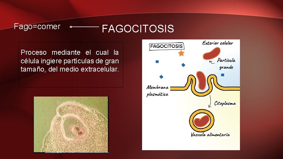 Fago=comer FAGOCITOSIS Proceso mediante el cual la célula ingiere partículas de gran tamaño, del