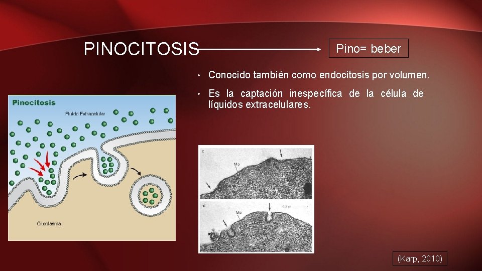 PINOCITOSIS Pino= beber • Conocido también como endocitosis por volumen. • Es la captación