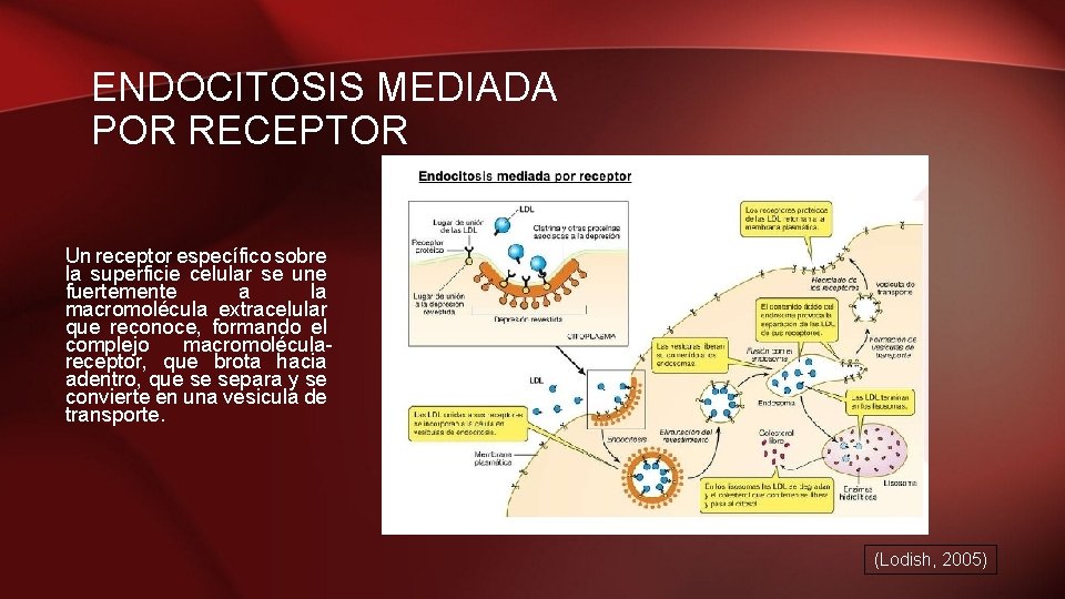 ENDOCITOSIS MEDIADA POR RECEPTOR Un receptor específico sobre la superficie celular se une fuertemente