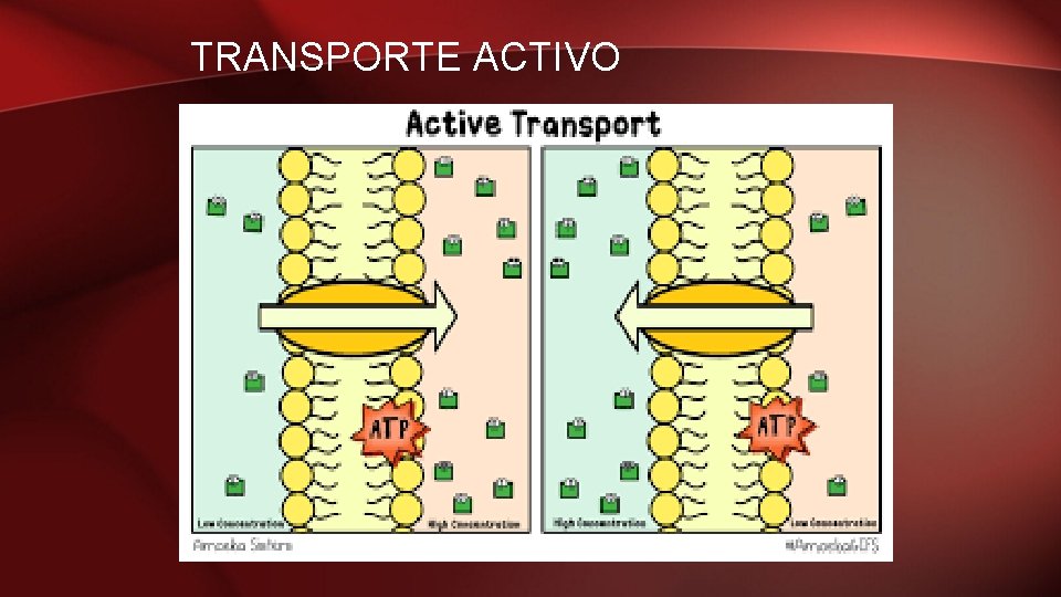 TRANSPORTE ACTIVO 