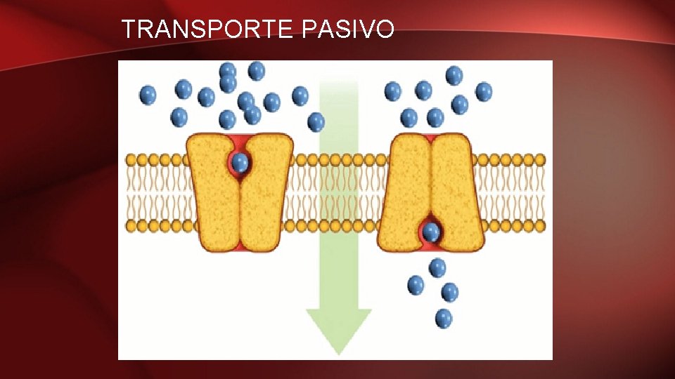 TRANSPORTE PASIVO 