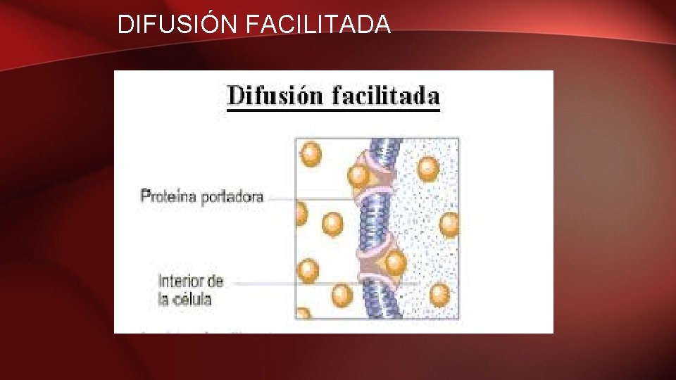 DIFUSIÓN FACILITADA 