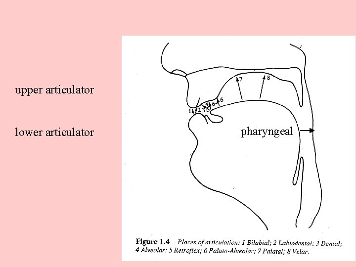 upper articulator lower articulator pharyngeal 