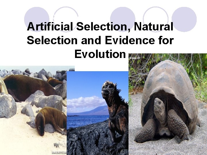 Biology Artificial Selection, Natural Selection and Evidence for Evolution Slide 1 of 41 