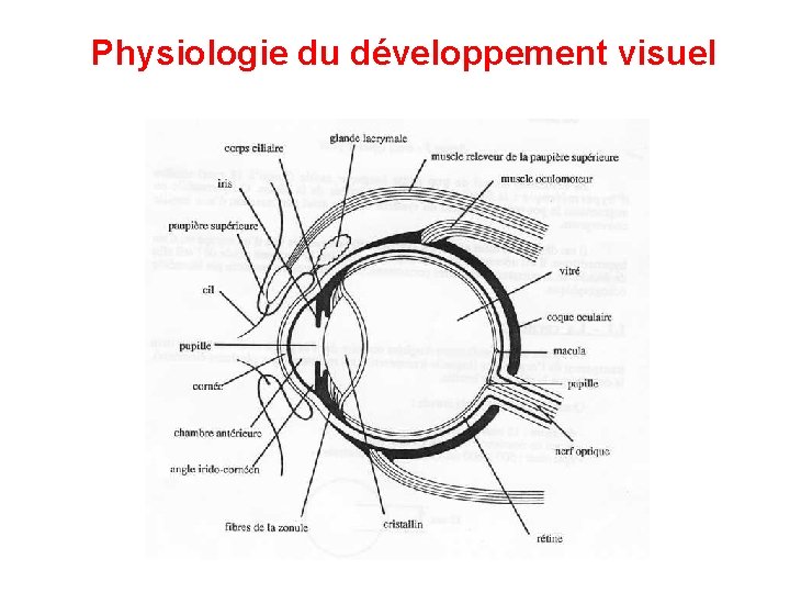 Physiologie du développement visuel Physiologie du développement visuel