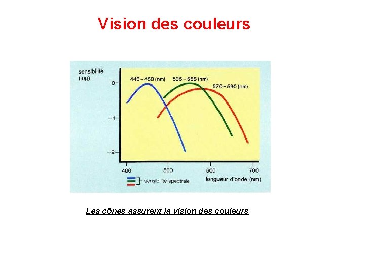 Vision des couleurs Les cônes assurent la vision des couleurs 