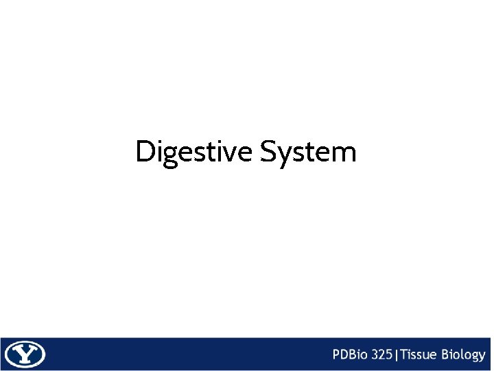 Digestive System 