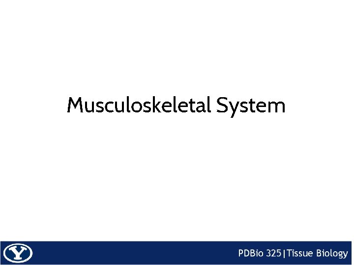 Musculoskeletal System 