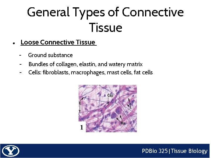 General Types of Connective Tissue ● Loose Connective Tissue - Ground substance - Bundles