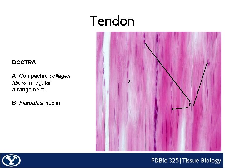 Tendon DCCTRA A: Compacted collagen fibers in regular arrangement. B: Fibroblast nuclei A B