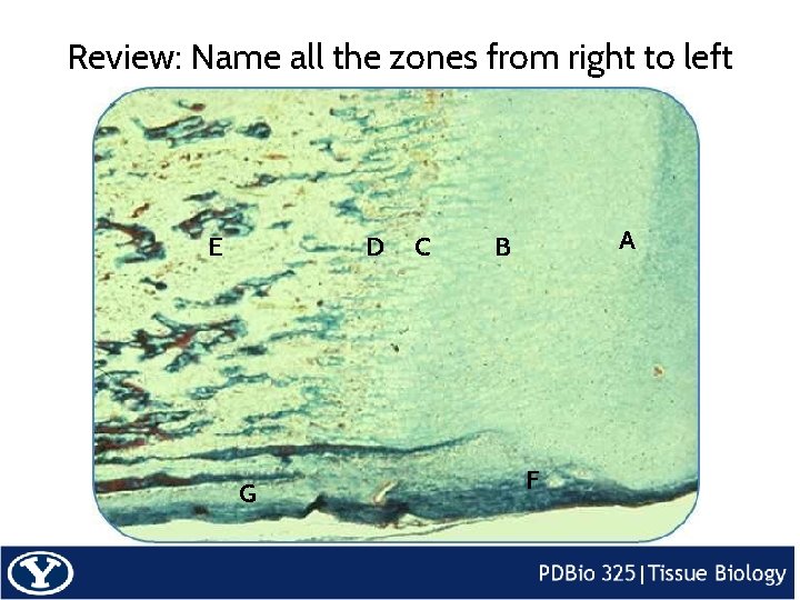 Review: Name all the zones from right to left E D G C A