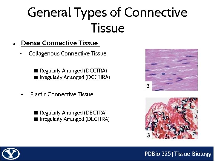 General Types of Connective Tissue ● Dense Connective Tissue - Collagenous Connective Tissue ■