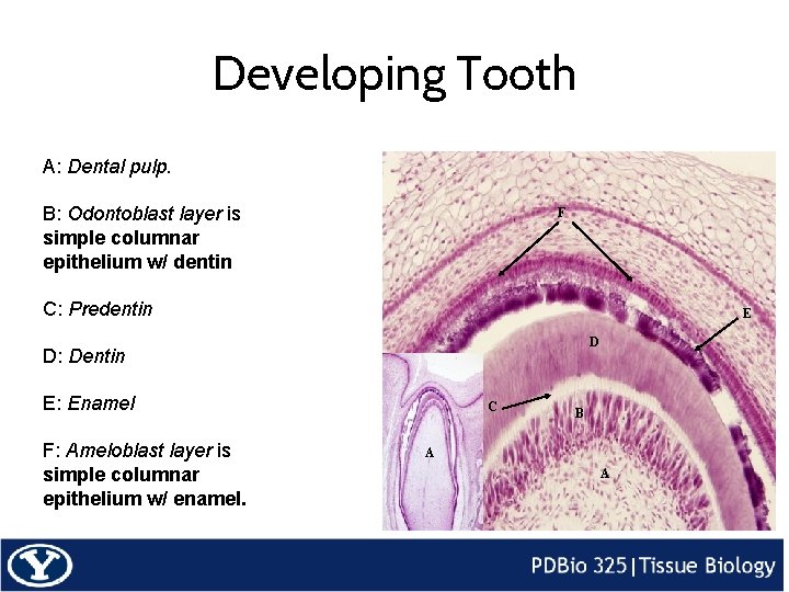 Developing Tooth A: Dental pulp. B: Odontoblast layer is simple columnar epithelium w/ dentin