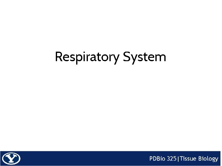 Respiratory System 