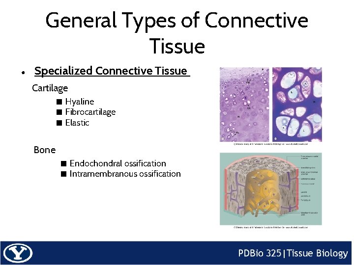 General Types of Connective Tissue ● Specialized Connective Tissue Cartilage ■ Hyaline ■ Fibrocartilage