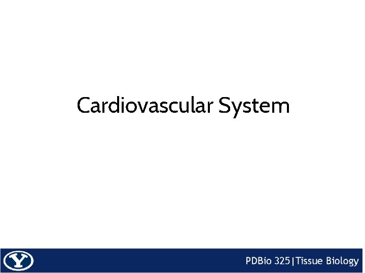 Cardiovascular System 