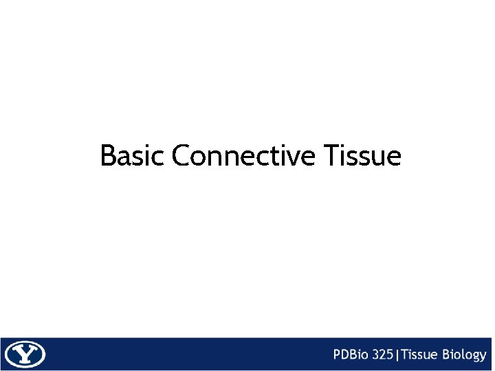 Basic Connective Tissue 