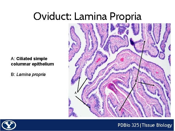 Oviduct: Lamina Propria A: Ciliated simple columnar epithelium B: Lamina propria B A 